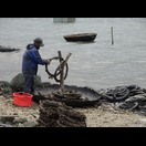 Austern werden geerntet